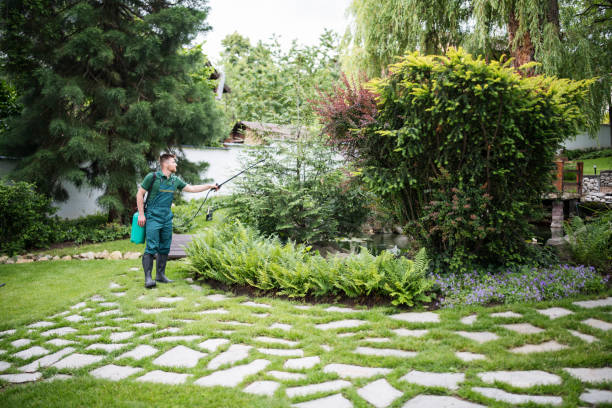 Best Local Pest Control Services  in Cienegas Terrace, TX