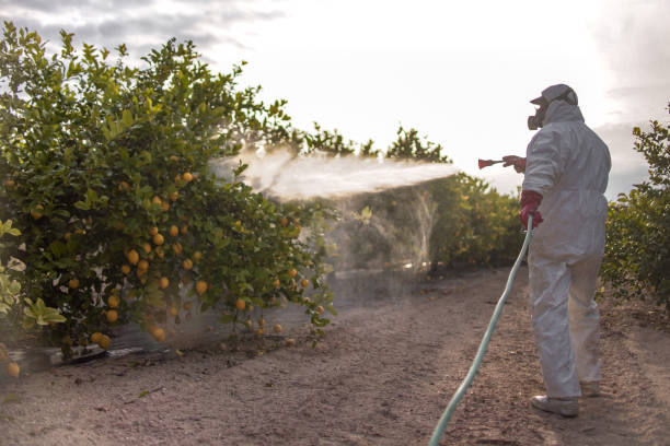 Best Pest Prevention Services  in Cienegas Terrace, TX