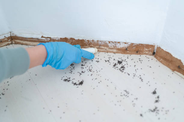Professional Pest Control in Cienegas Terrace, TX